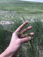 Hesperostipa comata