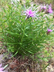 Liatris compacta