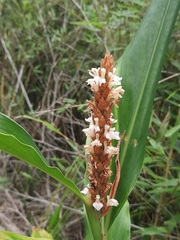 Alpinia stachyodes