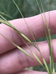 Hesperostipa comata