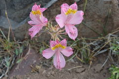 Alstroemeria pallida