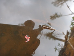 Bilobella braunerae