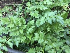Petroselinum