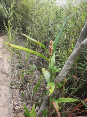 Alpinia stachyodes