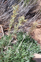 Oreocarya confertiflora