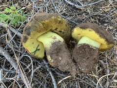 Butyriboletus primiregius
