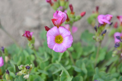 Oxalis squamata