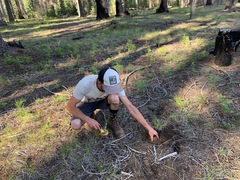 Butyriboletus primiregius