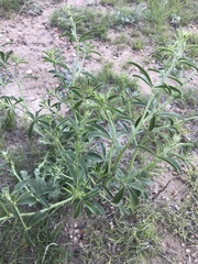 Pediomelum tenuiflorum