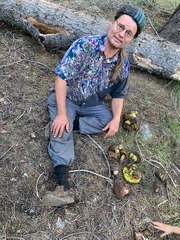 Butyriboletus primiregius