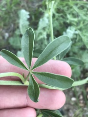 Pediomelum tenuiflorum