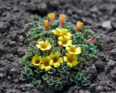Oxalis compacta