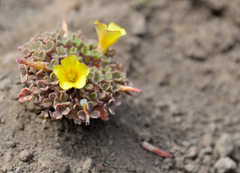 Oxalis penicillata