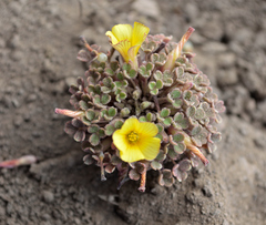 Oxalis penicillata