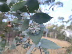 Eucalyptus risdonii