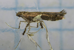 Caloptilia umbratella