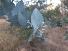 Eucalyptus risdonii