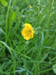 Ranunculus acris