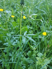 Ranunculus acris