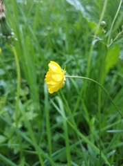 Ranunculus acris