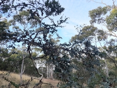 Eucalyptus risdonii