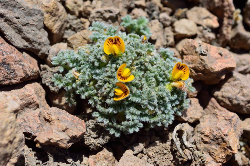 Adesmia glomerula