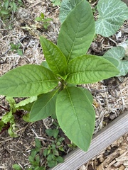 Phytolacca americana
