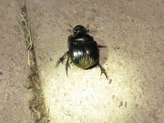 Dichotomius colonicus