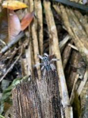 Psalmopoeus pulcher