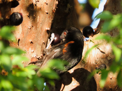 Icterus pyrrhopterus