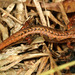 Pygmy Salamander - Photo (c) Patrick Coin, some rights reserved (CC BY-NC-SA)
