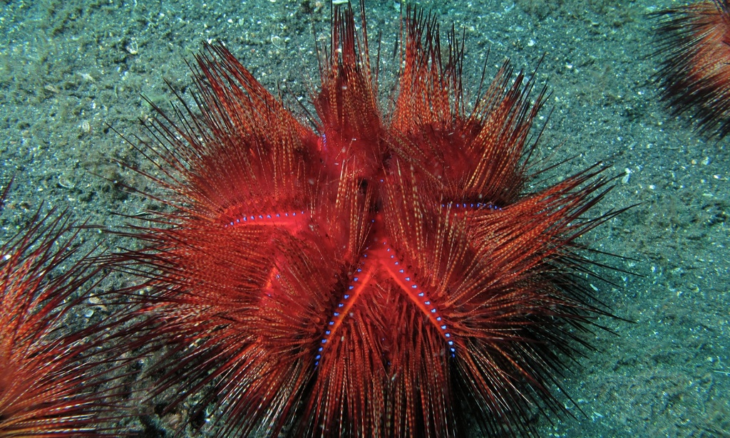 Astropyga