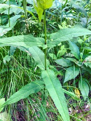 Eupatorium sessilifolium