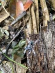 Psalmopoeus pulcher