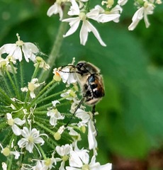 Trichiotinus piger