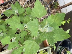 Chenopodium album