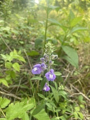 Scutellaria integrifolia