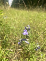 Scutellaria integrifolia