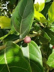 Ficus crassinervia