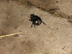 Dichotomius colonicus