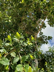 Ficus crassinervia