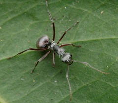 Polyrhachis bicolor
