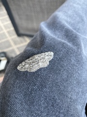 Hypomecis umbrosaria