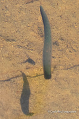 Macrobdella