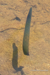 Macrobdella