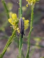 Lixus castellanus