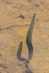 Macrobdella