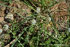 Lepidium heterophyllum