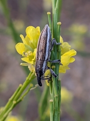 Lixus castellanus