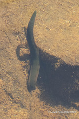 Macrobdella